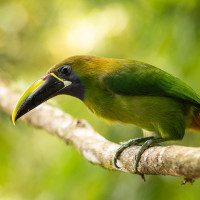 Northern Emerald-Toucanet